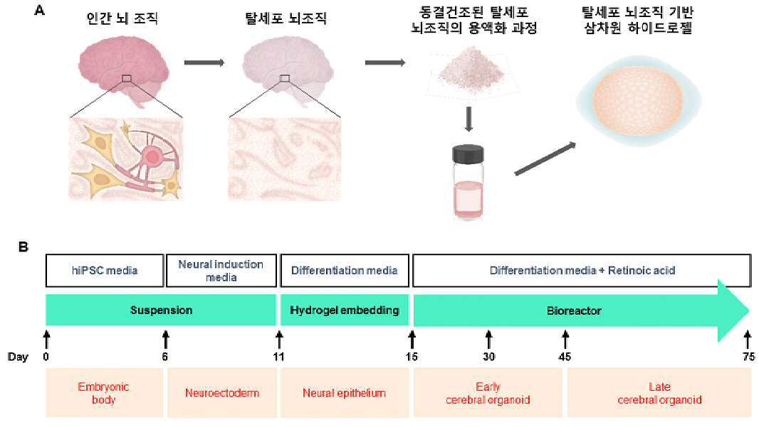 탈세포화된 뇌조직 매트릭스 기반 뇌 오가노이드 배양용 조성물 및 이의 제조방법 대표 이미지