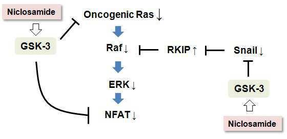니클로사미드를 함유하는 Ras 암유전자 표적치료 관련 암의 치료 또는 예방용 약학 조성물 대표 이미지