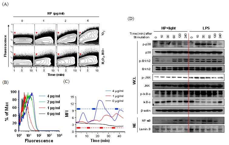 활성 산소의 발생 조절을 통한 면역 세포의 기능 조절 방법 대표 이미지