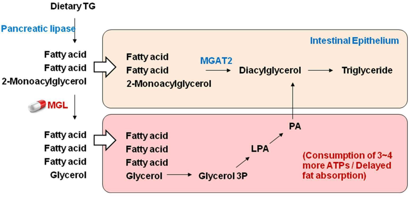 2-모노아실글리세롤 분해 효소를 포함하는 간지방증 또는 비알코올성 지방간의 예방, 개선 또는 치료용 조성물 대표 이미지