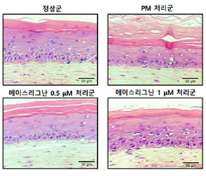 육두구 추출물 또는 메이스리그난을 유효성분으로 함유하는 환경오염인자로부터 유도되는 피부자극 완화 및 피부보호용 조성물 대표 이미지