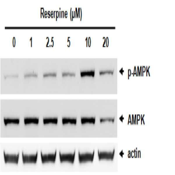 레세르핀을 이용한 AMP 활성화 단백질 키나아제의 활성화용 조성물 대표 이미지
