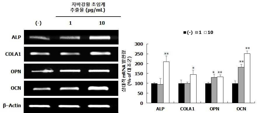 자바강황 추출물 또는 이로부터 분리된 잔소리졸을 유효성분으로 함유하는 골형성 촉진용 조성물 대표 이미지