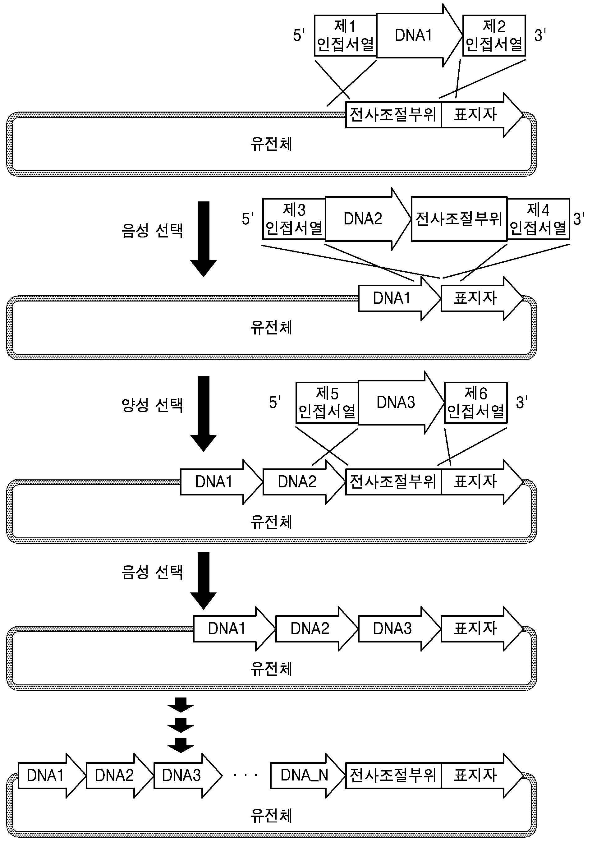 유전체 상의 표지자 유전자의 발현을 이용한 ＤＮＡ 조각 삽입 방법 대표 이미지