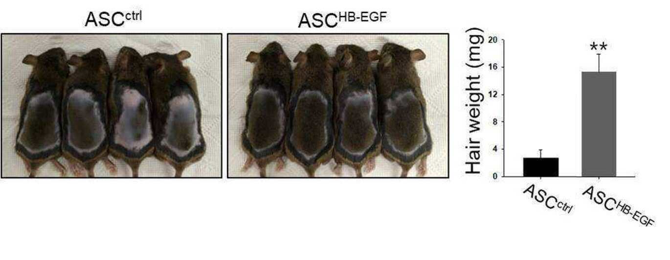 HB-EGF를 유효성분으로 포함하는 지방줄기세포의 발모능 증진용 조성물 대표 이미지