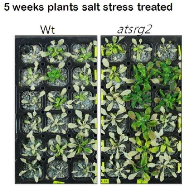 식물체의 염 또는 건조 스트레스 저항성 관련 유전자 및 형질전환 식물체 대표 이미지