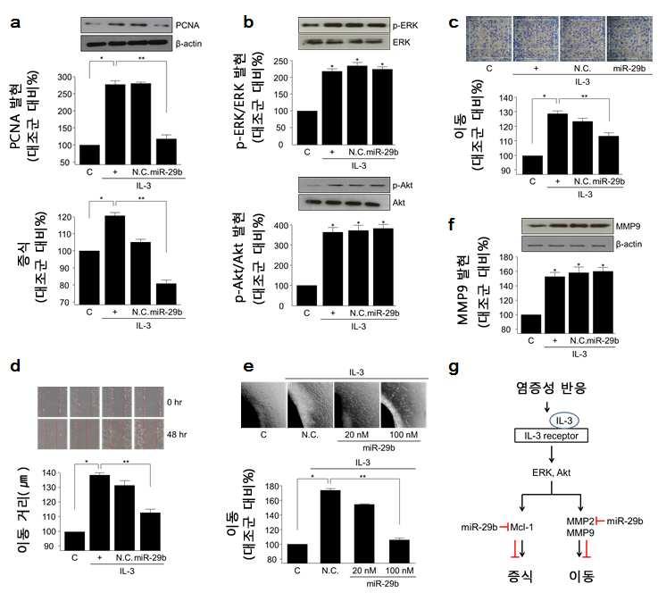 염증유발 사이토카인에 의한 혈관평활근세포의 증식 및 이동을 조절하는 ｍｉｃｒｏＲＮＡ２９―ｂ 대표 이미지