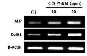 삼채 추출물을 유효성분으로 함유하는 골다공증 예방 또는 치료용 조성물 대표 이미지