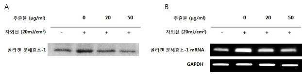 삼채 추출물을 유효성분으로 함유하는 피부노화 개선용 조성물 대표 이미지