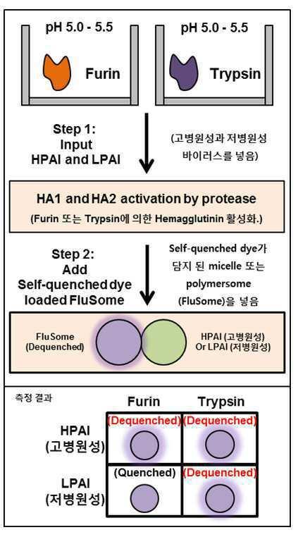 바이러스 검출용 키트 대표 이미지