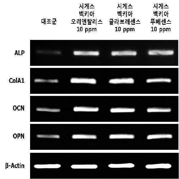 희첨 추출물을 포함하는 골다공증 예방, 개선 또는 치료용 조성물 대표 이미지