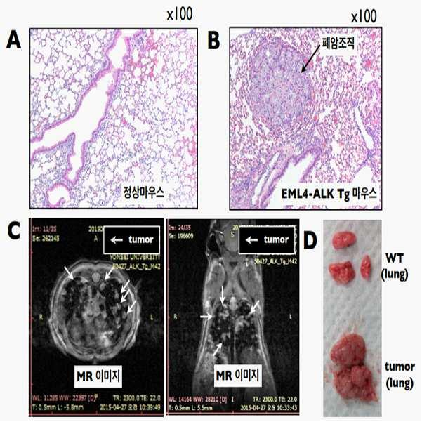 폐암 모델용 형질전환 동물 및 이의 제조방법 대표 이미지