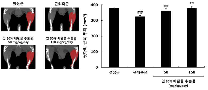 꾸지뽕나무를 유효성분으로 함유하는 근육 질환 개선, 치료 또는 예방용, 또는 근 기능 개선용 조성물 대표 이미지