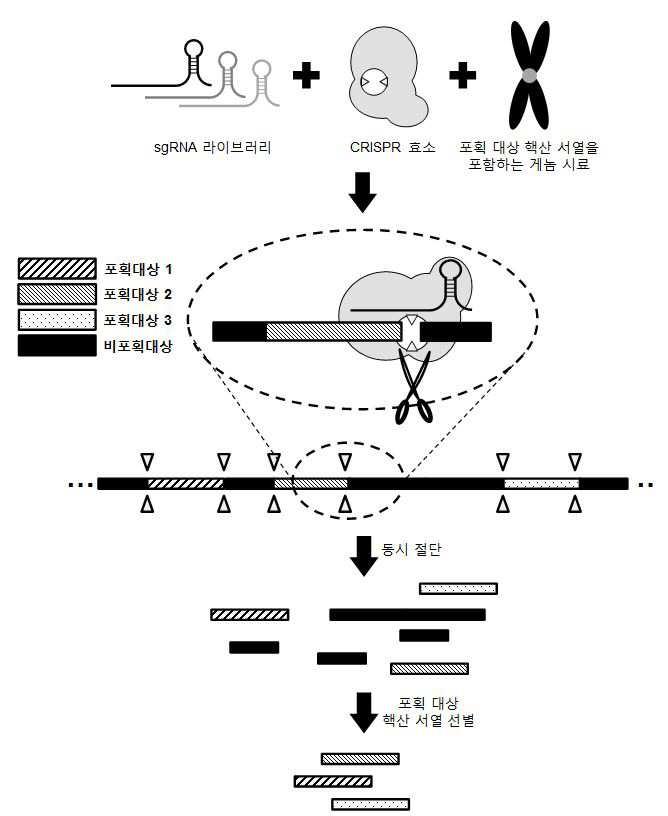 CRISPR 시스템을 이용한 다중 위치 염기서열의 동시 포획 방법 대표 이미지