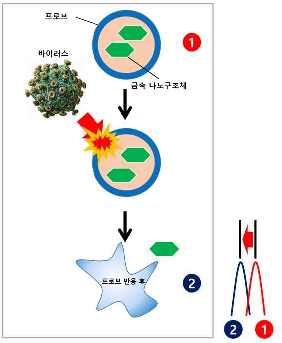 바이러스 검출용 키트 대표 이미지