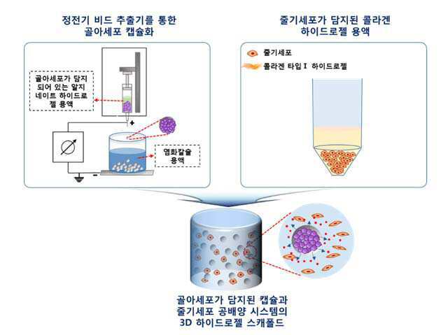 공배양용 3D 하이드로젤 스캐폴드 대표 이미지