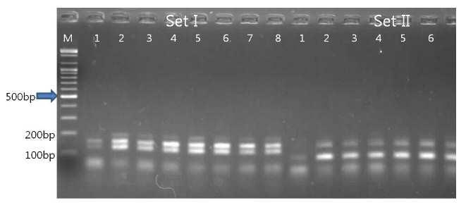 아토피 환자의 유전자 돌연변이 검출용 프라이머, 프로브 및 방법 대표 이미지