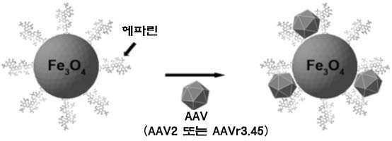 초상자성 나노입자와 아데노부속바이러스 복합체 및 이를 이용한 세포 내 유전자 전달 방법 대표 이미지