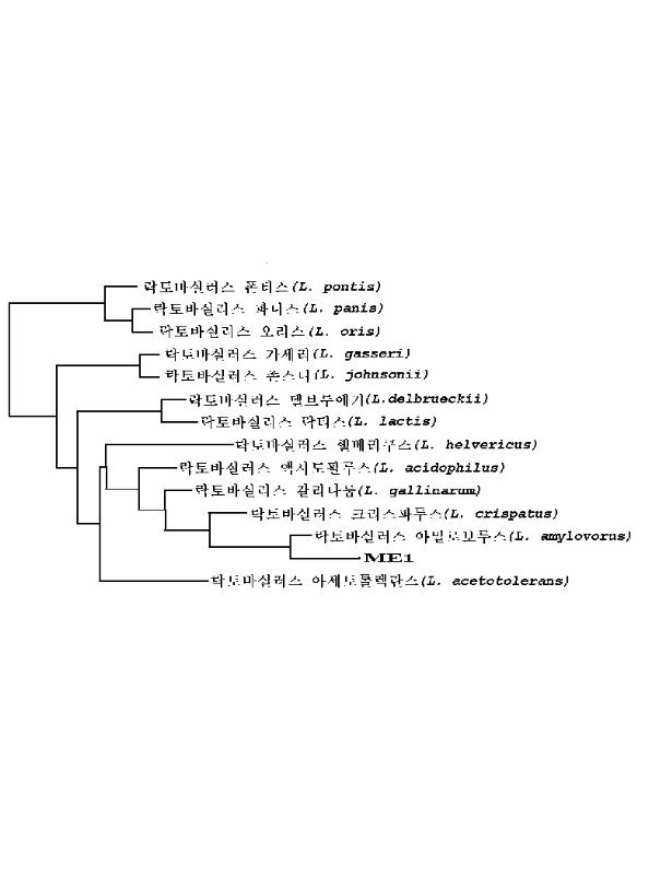 신규한 항균성 물질을 생산하는 락토바실러스 속 미생물 대표 이미지