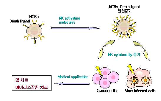 ＮＫ 세포 활성화 물질, ＮＫ 세포 및 이들을 포함하는약제학적 조성물 대표 이미지