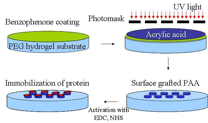 패턴형성용 폴리에틸렌글리콜 하이드로젤과 이의 제조방법 대표 이미지