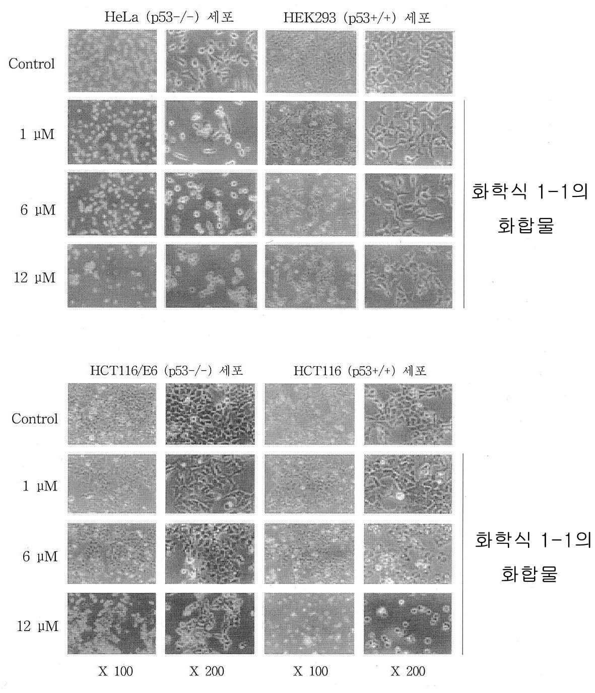 3,4-디히드로이소퀴놀리늄 염 유도체를 포함하는 항암제 대표 이미지