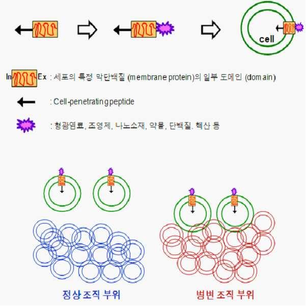 동시 진단 또는 치료용 융합 바이오 소재 대표 이미지