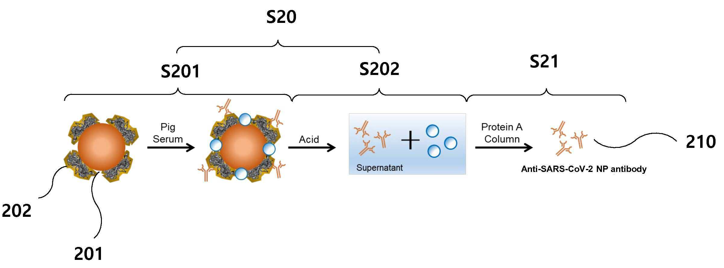 코비드-19 진단용 항체, 이의 제조 방법 및 응용 대표 이미지