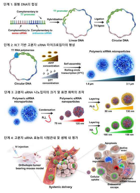 암으로의 효율적인 전달을 위한 고분자 siRNA 나노입자의 크기 및 표면 화학 공학 대표 이미지