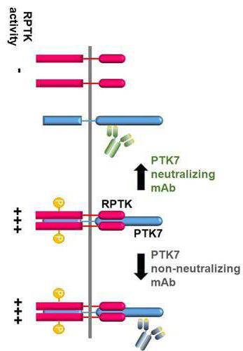 PTK7에 특이적으로 결합하는 항체 및 이의 용도 대표 이미지