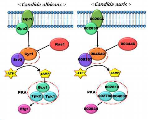 cAMP/PKA 신호전달경로 인자 저해제를 포함하는 항진균 보조용 조성물 대표 이미지