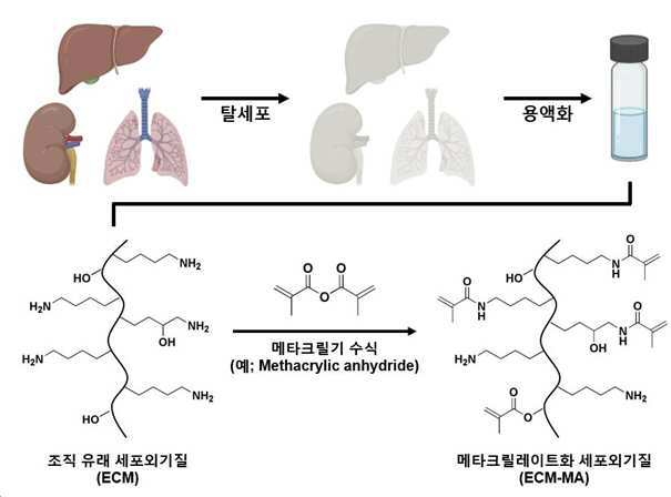 아크릴기로 수식된 조직 유래 세포외기질 유도체와 이의 용도 대표 이미지