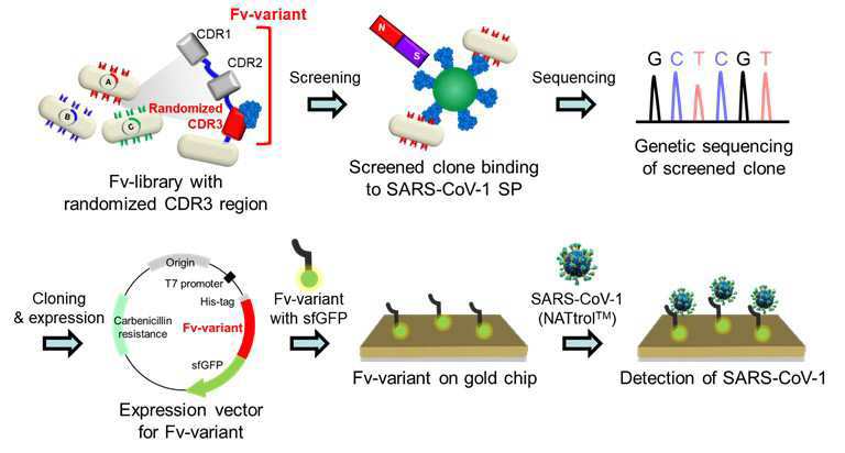 SARS-CoV-1 검출용 항체 및 이를 이용한 면역친화성 바이오 센서 대표 이미지