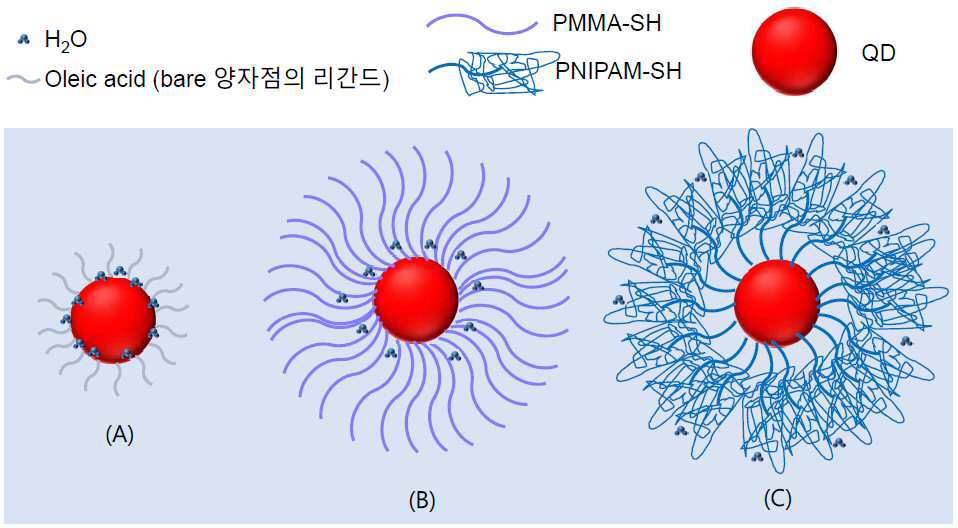 양자점/고분자 나노복합체, 이의 제조방법 및 이를 포함하는 광학필름 대표 이미지