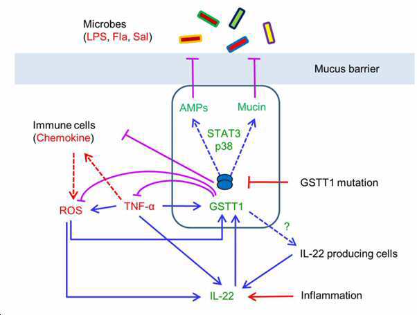 GSTT1 단백질 또는 이를 암호화하는 유전자를 유효성분으로 포함하는 조성물 대표 이미지
