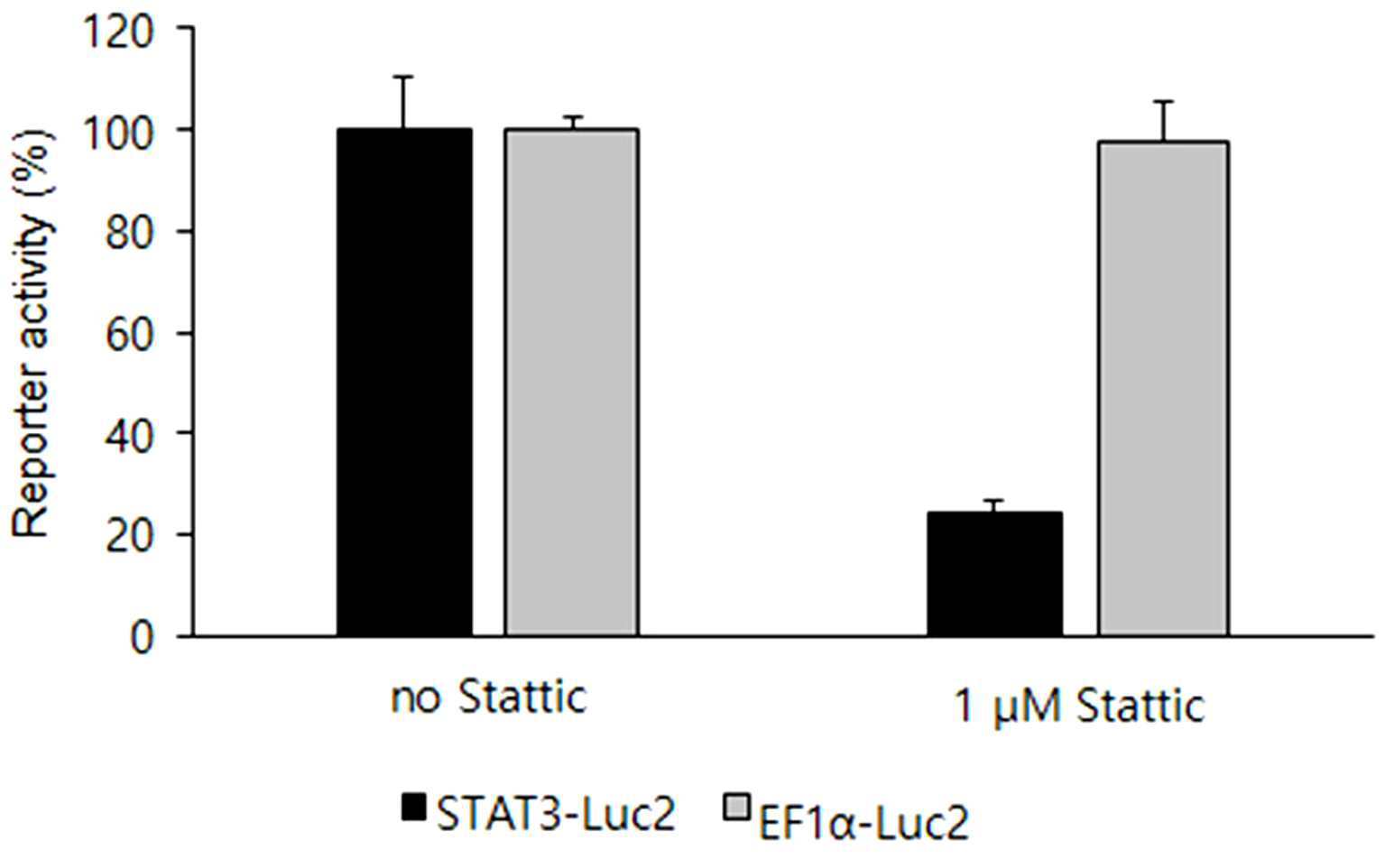 IL24-STAT3 신호전달계를 발현하는 형질전환 세포주 및 이를 이용한 IL24-STAT3 신호전달 경로를 표적으로 하는 물질의 스크리닝 방법 대표 이미지