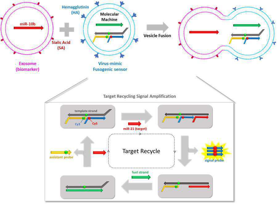 막융합과 타겟 재활용 핵산 증폭 기술 기반의 엑소좀 내 유전자 검출 시스템 대표 이미지