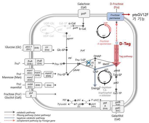 프룩토오스 대사 유전체가 돌연변이된 균주 대표 이미지