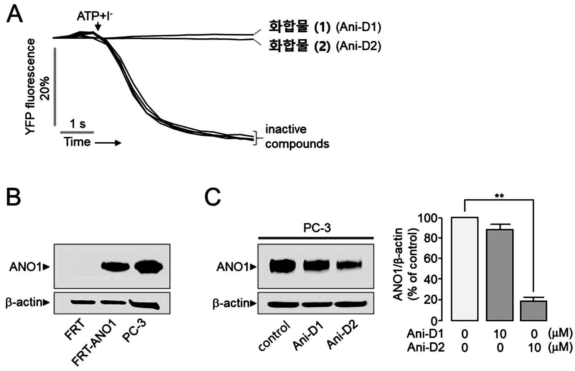신규 ANO1 억제제를 유효성분으로 포함하는 항암용 또는 암 전이 억제용 조성물 대표 이미지