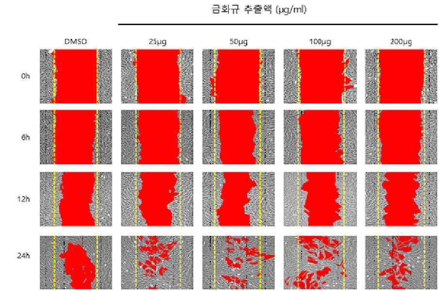 금화규 추출물을 유효성분으로 포함하는 정상 피부로의 회복 또는 창상 치유용 조성물 대표 이미지