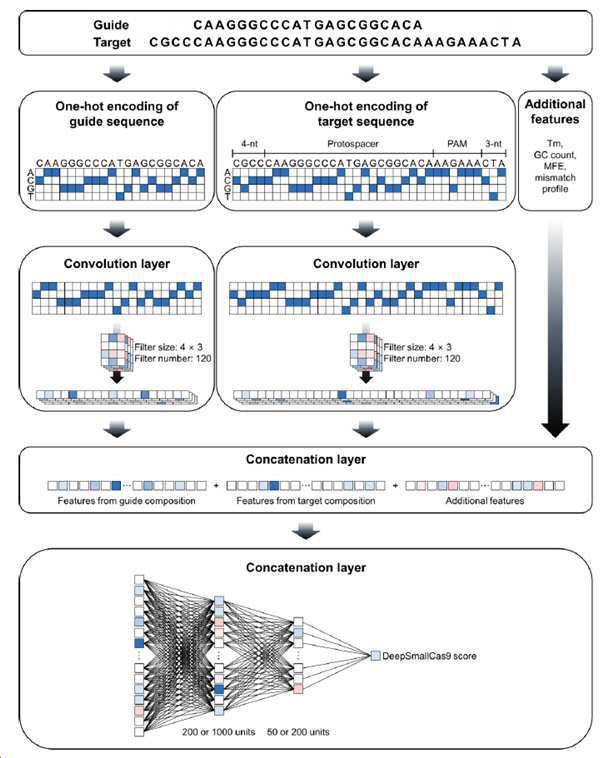 딥러닝을 이용한 17개 small Cas9의 활성 및 특이도의 예측 시스템 및 방법 대표 이미지