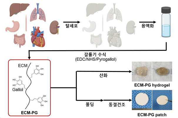 인공 조직 제작을 위한 페놀 유도체로 수식된 조직 유래 세포외기질 유도체 대표 이미지