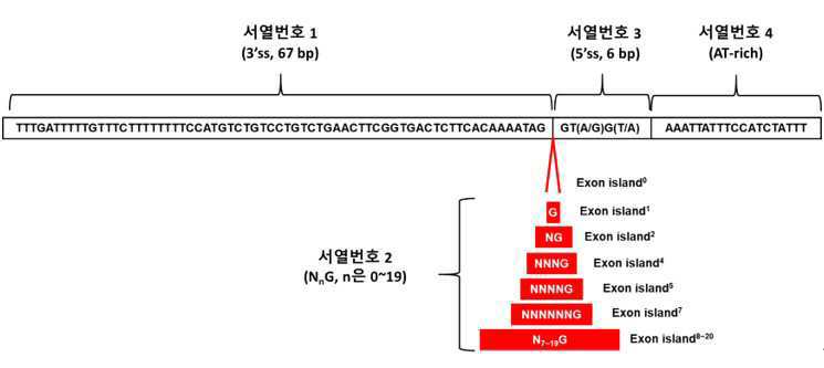 마이크로엑손의 고효율 엑손 정의를 함유한 엑손 아일랜드 고안과 이를 사용한 스플라이싱 제어 대표 이미지