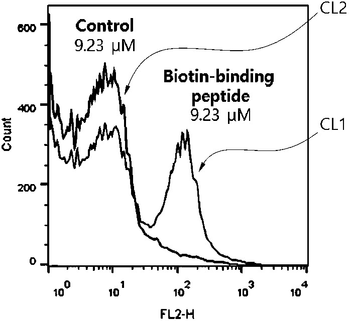 비오틴에 특이적 결합능을 갖는 펩티드, 이를 암호화하는 유전 물질 및 이들의 응용 대표 이미지