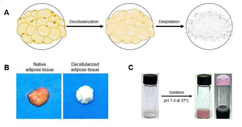 오가노이드 배양을 위한 탈세포 지방 조직 유래 지지체 및 이의 제조방법 대표 이미지