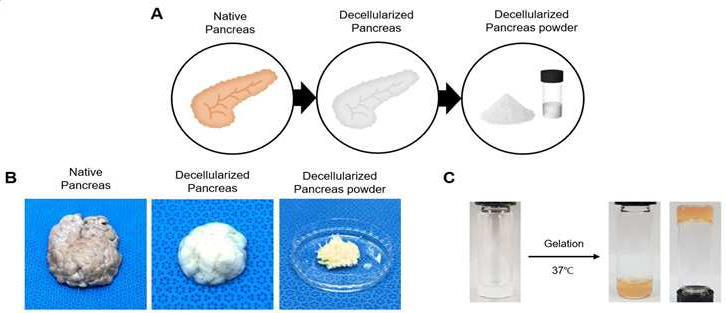 췌장 오가노이드 배양 및 이식을 위한 탈세포 췌장 조직 유래 지지체 및 이의 제조방법 대표 이미지