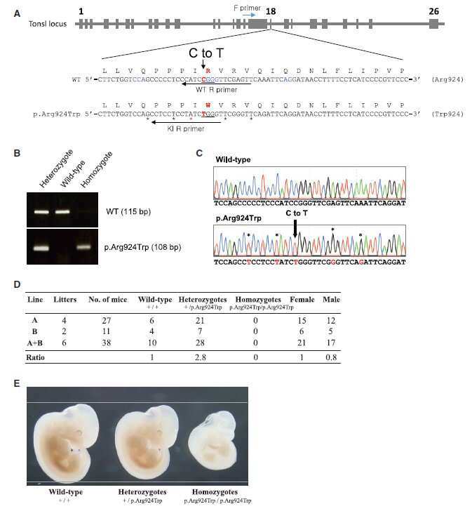 TONSL 유전자를 이용한 스포나스트림 이형성증의 진단 마커 대표 이미지