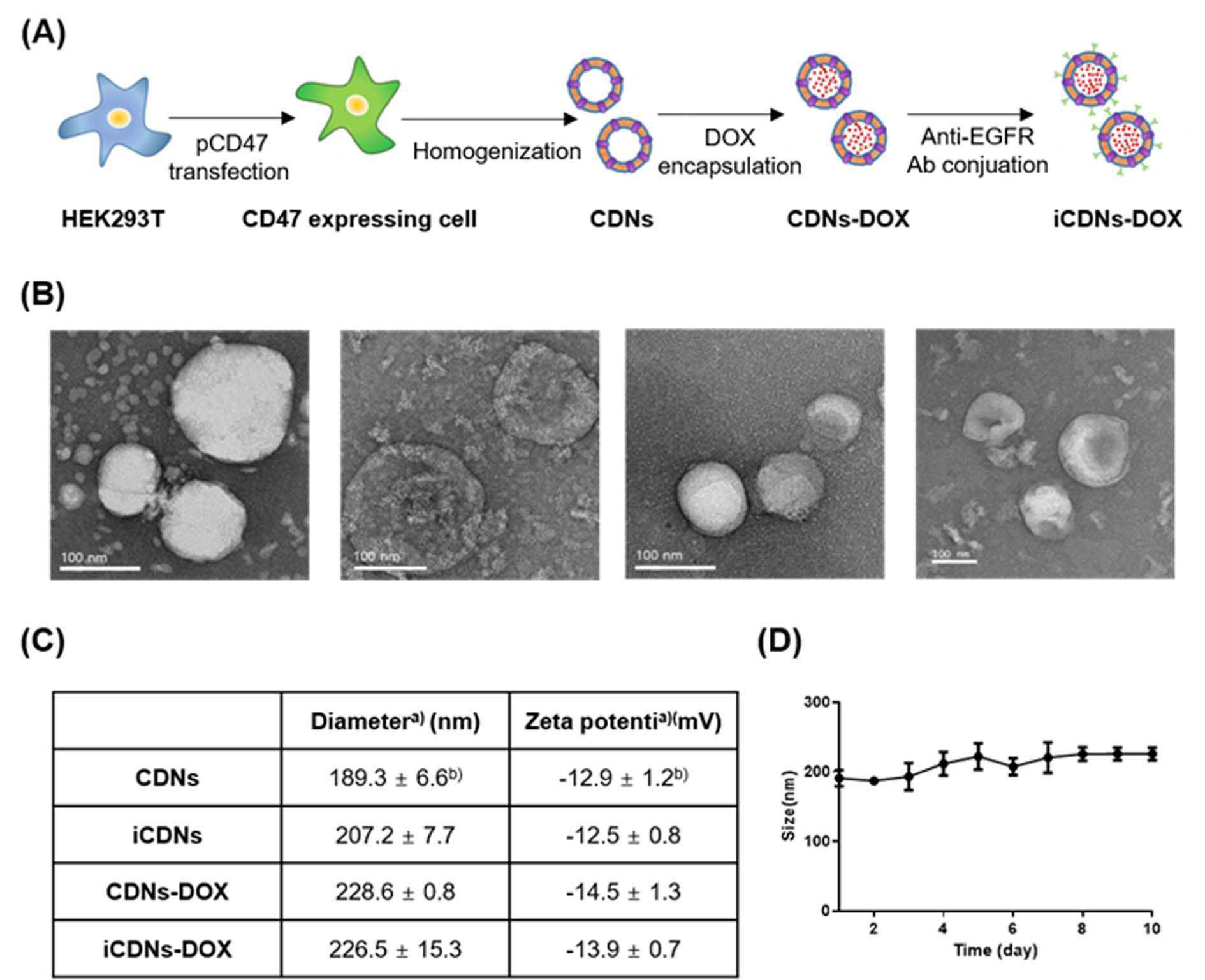 CD47 양성 세포막 유래 나노입자, 이의 용도 및 이의 제조방법 대표 이미지