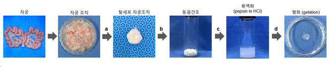 탈세포 자궁 조직 유래 세포외기질을 포함하는 조성물 및 이의 용도 대표 이미지