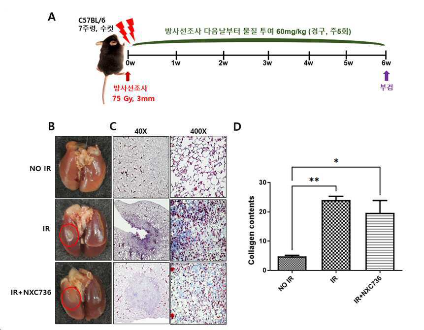 S1PR1과　S1PR4에 대한 기능적 저해제로 작용하는 방사선 유발 폐 섬유증의 예방 또는 치료용 약학적 조성물 대표 이미지